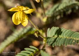 Image result for Vigna comosa
