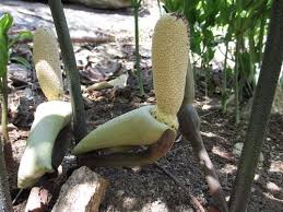 Image result for Gonatopus clavatus