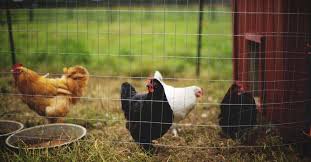 In hot weather your chickens will drink a lot more than usual and may need some extra help to keep cool and hydrated. 20 Money Saving Chicken Care Hacks For Every Chicken Owner