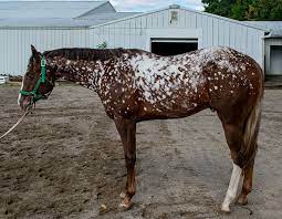 Chestnut Snowflake Appaloosa Appaloosa Horses Horse Coat Colors Horses