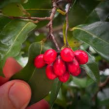 Image result for Huberantha