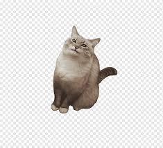 Cat pancake youtube meme 4chan, pancake transparent background png clipart. Cat Pancake Youtube Meme 4chan Pancake Television Animals Cat Like Mammal Png Pngwing