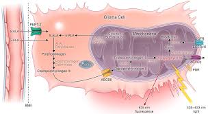 Cancers Free Full Text Molecular And Metabolic Mechanisms Underlying Selective 5 Aminolevulinic Acid Induced Fluorescence In Gliomas Html