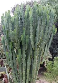 Image result for Euphorbia candelabrum