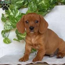 Earn points & unlock badges learning, sharing & helping adopt. Dachshund Mix Puppies For Sale Greenfield Puppies