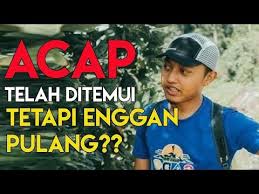 Ia telah ditanam di amerika namun terbatas kepada taman botani. Acap Telah Ditemui Tetapi Enggan Pulang By Kupi Kupi Go