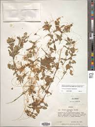 Image result for Cuscuta hyalina