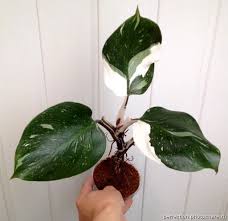 Aroidnye I Dr Exoticplant Org Plants Plant Leaves Philodendron