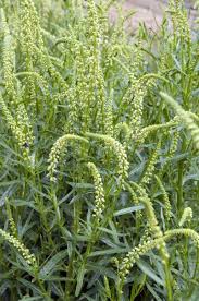 Pflanzenversand mit großer auswahl ? Resede Anwendung Behandlung Fur Gesundheit Medlexi De