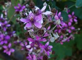 Image result for Rubus steudneri