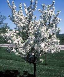 Check spelling or type a new query. Red Jewel Crabapple In 2021 Crab Apple Landscape Trees Red Jewel