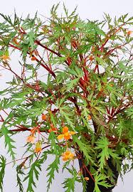 Image result for Begonia sutherlandii