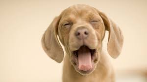 Bureaublad Achtergronden Honden Honden Puppies Puppy Mode Schattige Babydieren Grappige Honden En Honden En Puppies