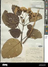 Image result for Cordia africana