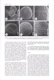 Image result for Pavetta eylesii