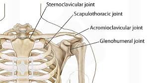 shoulder physiopedia