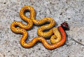We did not find results for: Regal Rickneck Snake Diadophis Punctatus Regalis A Photo On Flickriver