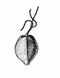 Image result for Scleria laxiflora