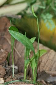 Image result for Ophioglossum reticulatum