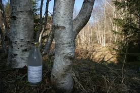 La sève de bouleau est un liquide fade, incolore, légèrement sucré et constitué à plus de 99 % d'eau. Seve De Bouleau Pure Et Fraiche 1 L Cueilleur Du Bugey Nature Sauvage Locavor Fr