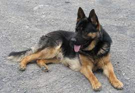 If you are thinking of buying a dog as a family pet forget that puppies for sale advert, please read this article first. Free German Shepherd Puppies To Adopt Petswithlove Us