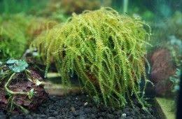 Moss Busay Cebu Moss Herbs Busay