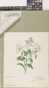 Image result for Crotalaria torrei