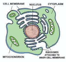 Briefly describe the function of. Plant And Animal Cell Diagram Labeled N2 Free Image Download