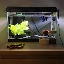 A Nice Example Of A Betta Aquarium Ticks All The Boxes Bettaaquarium Bettatank Betta Bettafish Bettaboxx Betta Aquarium Betta Fish Betta
