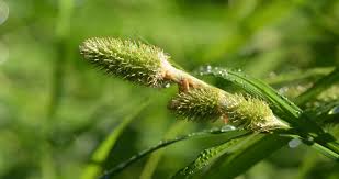 Image result for Carex petitiana