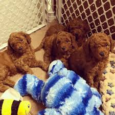 They don't shed, they are great for anyone with allergies, come in many colors and sizes, great for kids of all ages and they are good with other pets. Poodles Puppies For Sale Cleveland Ohio Facebook