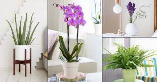 You can choose to plant some garden plants in vases or go for wall. 10 Of The Best Indoor Plants For Bedroom In India India Gardening