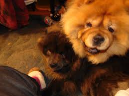 mishka smiling after beating vasili in this play fight chow chow dogs lion dog puppies