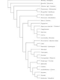 Image result for Hippocratea apocynoides
