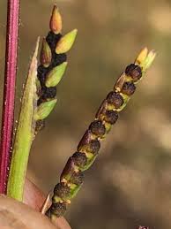 Image result for Hackelochloa granularis