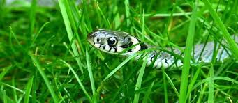 Snakes like higher grass to safely move about. 15 Steps To Keep Snakes Off Your Property