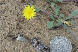 Image result for Sonchus dregeanus