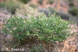 Image result for Periploca linearifolia