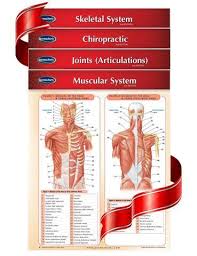 Chiropractic Medicine 4 Chart Quick Reference Guide Bundle