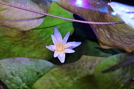 Image result for Nymphaea maculata