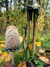 Image result for Coprinus comatus