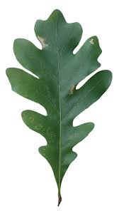 Image result for white oak leaf