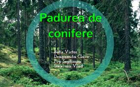 Ecosistepaduri de conifere in romania introducere ecosistem de conifere. Padurea De Conifere By Draganuta Clara
