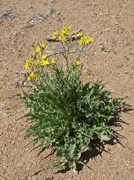 Image result for Crepis