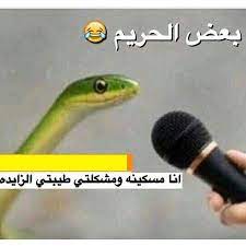وهي حيه رقطاء arabic funny arabic jokes funny dude