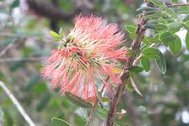 Image result for Melaleuca hypericifolia