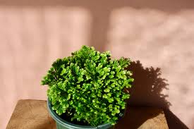 Image result for Selaginella mittenii