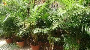 Areca palm yellow leaves brown spots. Areca Palm Butterfly Palm Chrysalidocarpus Lutescens Dypsis Lutescens Guide Our House Plants