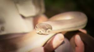 The show is set to premiere in the u.k. Is 72 Dangerous Animals Australia Season 1 Tiny Terrors On Netflix Australia