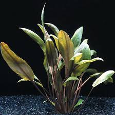 Helping sellers understand their audience. Cryptocoryne Mioya Brown Copper Bunch Live Aquarium Plant Decorations Buy2get1free Planterest Pet Supplies Live Plants